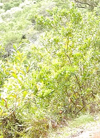 Isabella Camille Photo 7