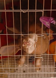 Alison Angel Photo 1