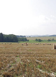 Sylvie Sinner Photo 5