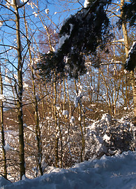 Lizzy Merova Photo 13