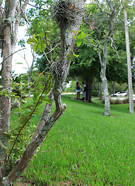 Alexis Grace Photo 4