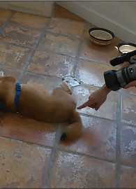 Bridgette Monroe Photo 4