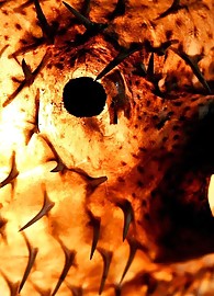 Sophie Moone Photo 8