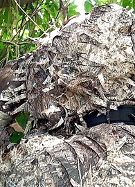 Madison Rose Photo 1