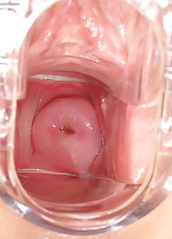 Lepidoptera Photo 15